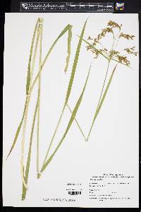 Scirpus pendulus image