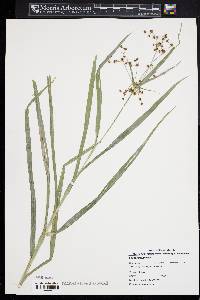 Scirpus polyphyllus image