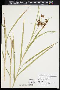 Scirpus polyphyllus image