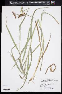 Scirpus polyphyllus image