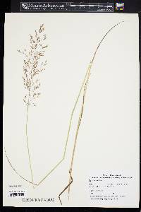 Agrostis canina image