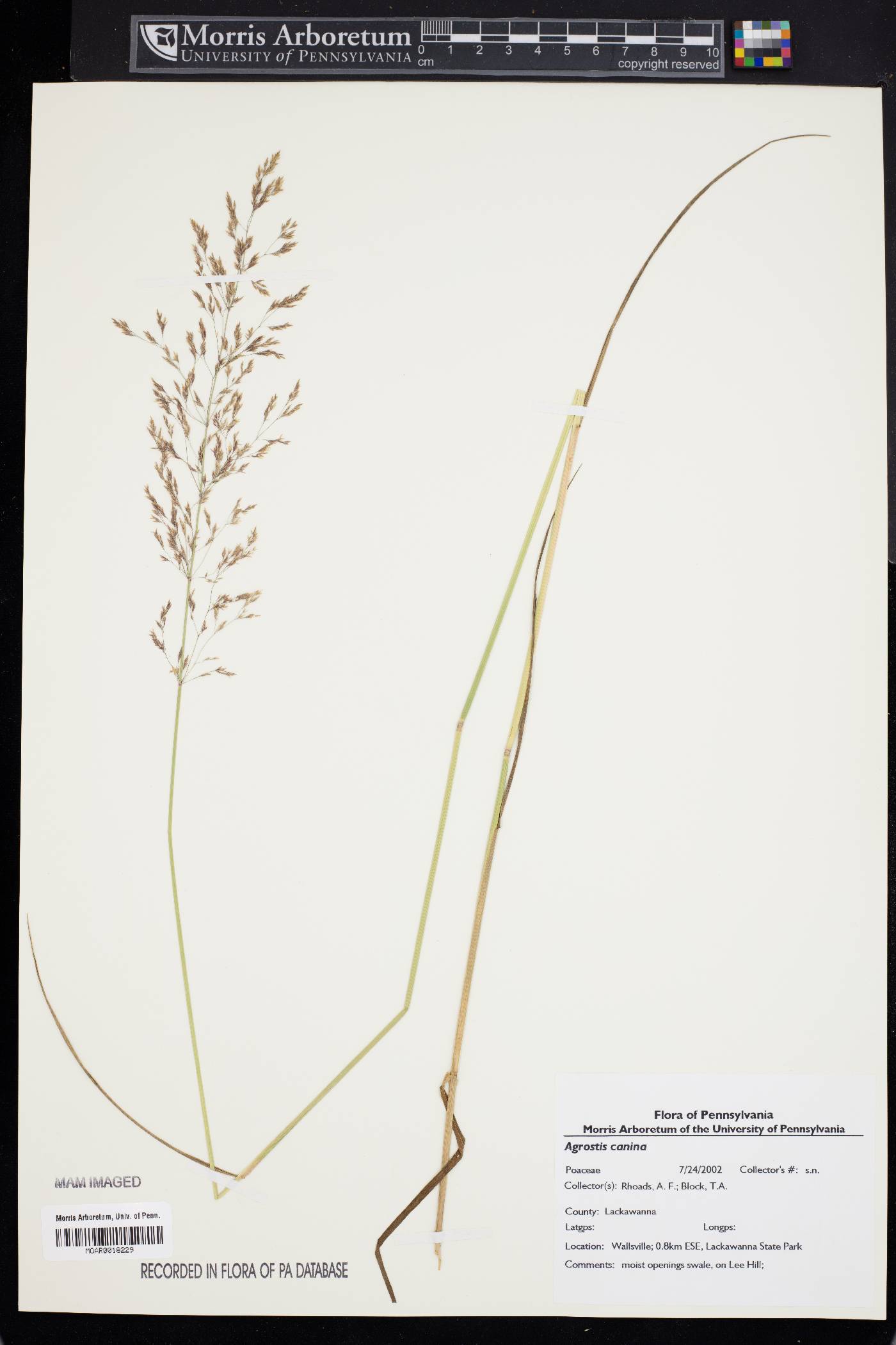 Agrostis canina image