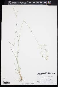 Agrostis capillaris image