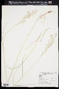 Agrostis capillaris image