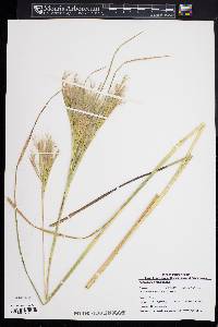 Andropogon glomeratus image