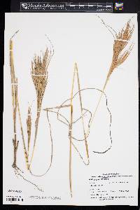 Andropogon glomeratus image