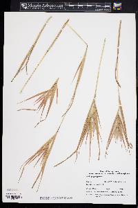 Andropogon gyrans image