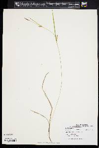 Carex tetanica image