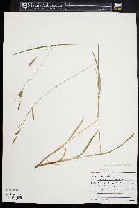 Carex tetanica image