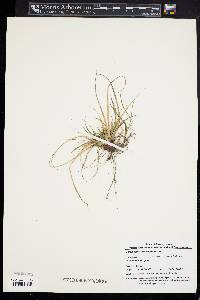 Carex tonsa image