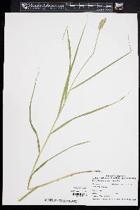 Carex tribuloides var. tribuloides image