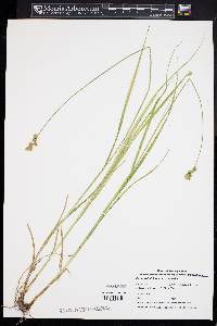 Carex tribuloides var. tribuloides image