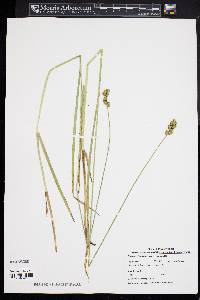 Carex tribuloides var. tribuloides image