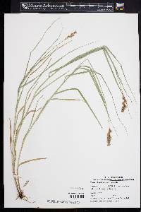 Carex tribuloides var. tribuloides image