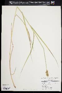 Carex tribuloides var. tribuloides image