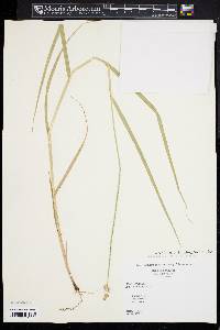 Carex tribuloides var. tribuloides image