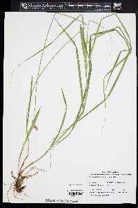 Carex tribuloides var. tribuloides image