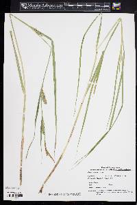 Carex trichocarpa image