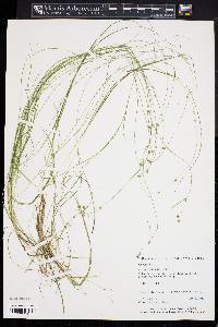 Carex trisperma image