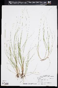 Carex trisperma image