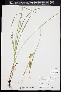 Carex tuckermanii image