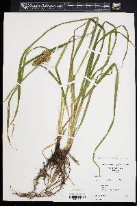 Carex typhina image