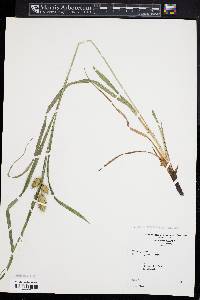 Carex typhina image