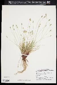 Carex umbellata image