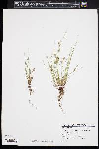 Carex umbellata image