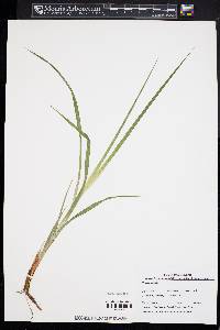 Carex vestita image