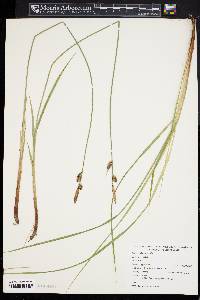 Carex vestita image