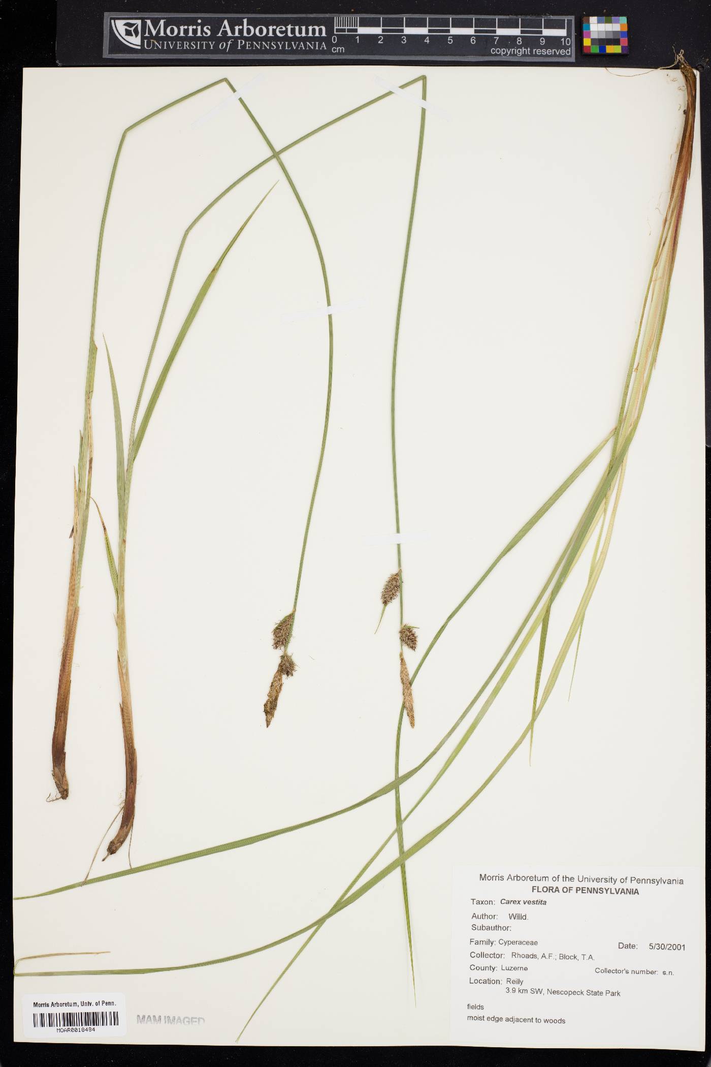 Carex vestita image