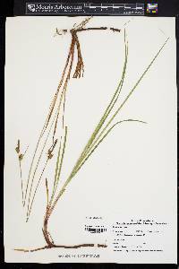 Carex vestita image