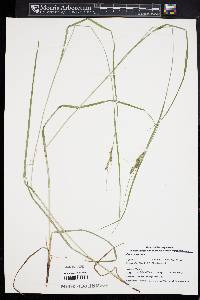 Carex virescens image