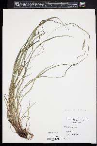 Carex virescens image