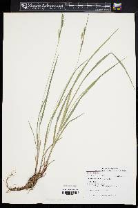 Carex virescens image