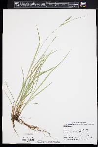 Carex virescens image