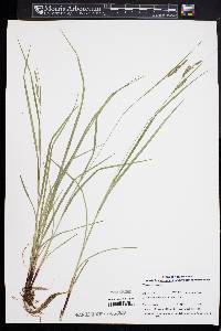 Carex virescens image