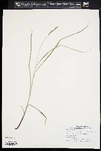 Carex virescens image