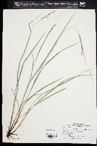 Carex virescens image