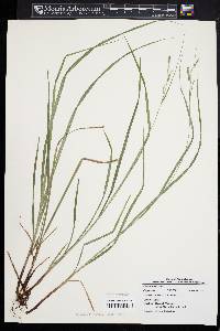 Carex virescens image