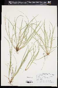 Carex willdenowii image