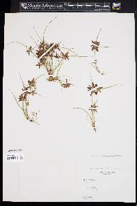 Cyperus bipartitus image