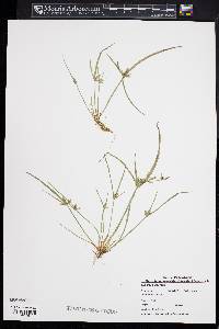 Cyperus bipartitus image