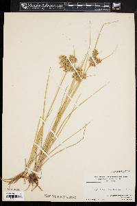 Cyperus dentatus image