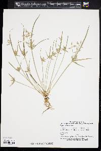 Cyperus flavescens image