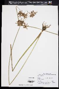 Cyperus serotinus image