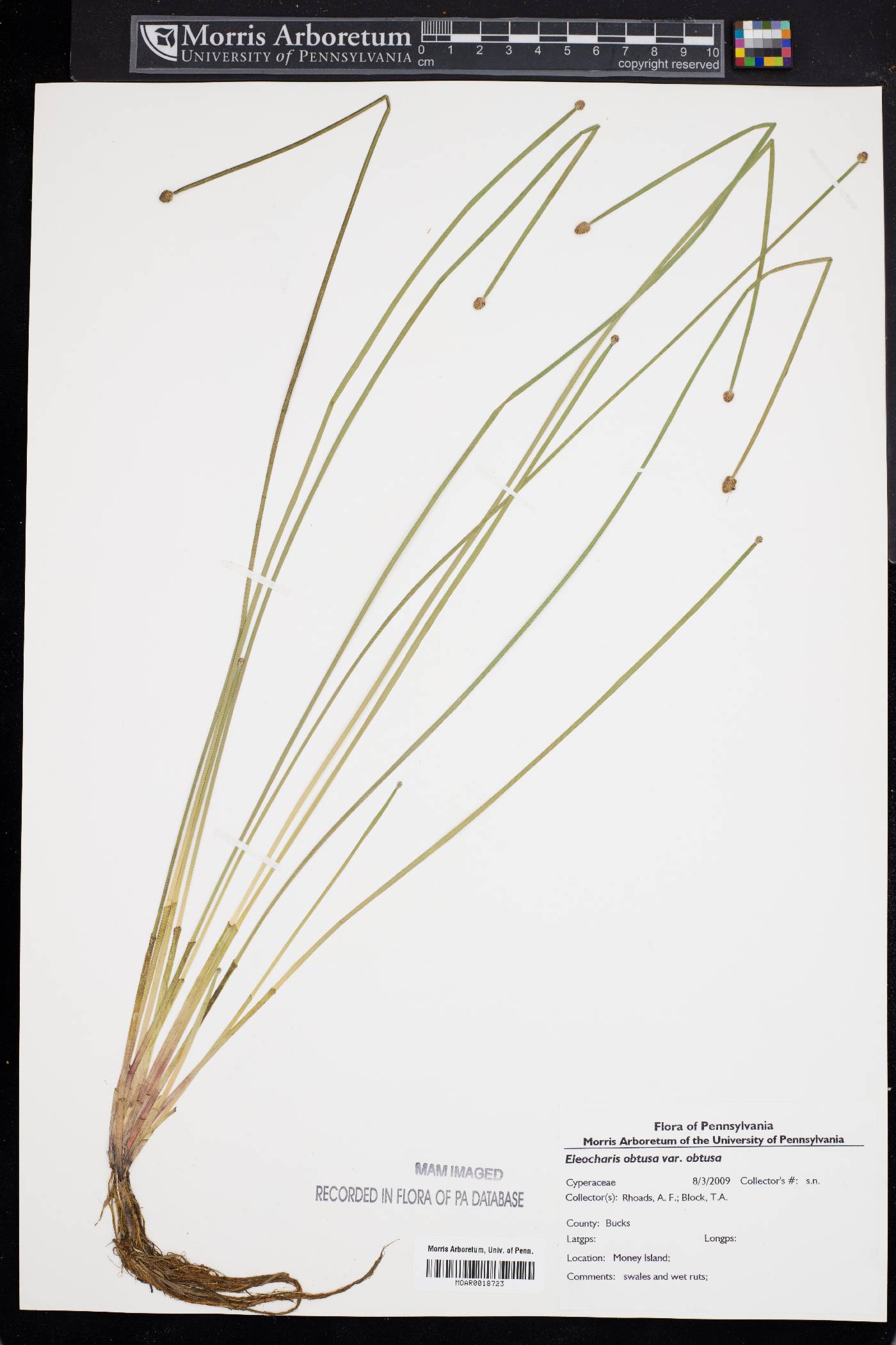 Eleocharis obtusa var. obtusa image