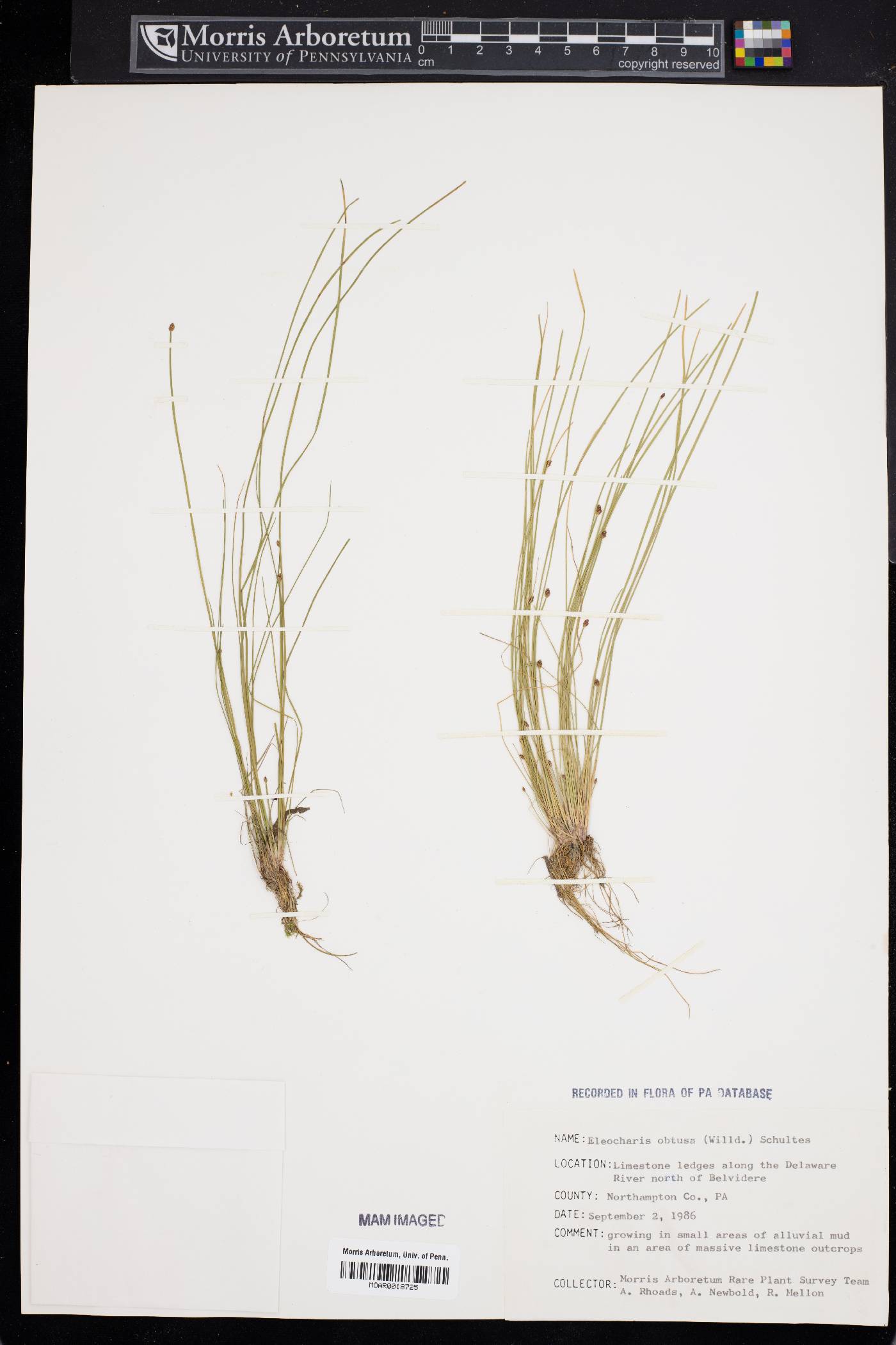 Eleocharis obtusa var. obtusa image