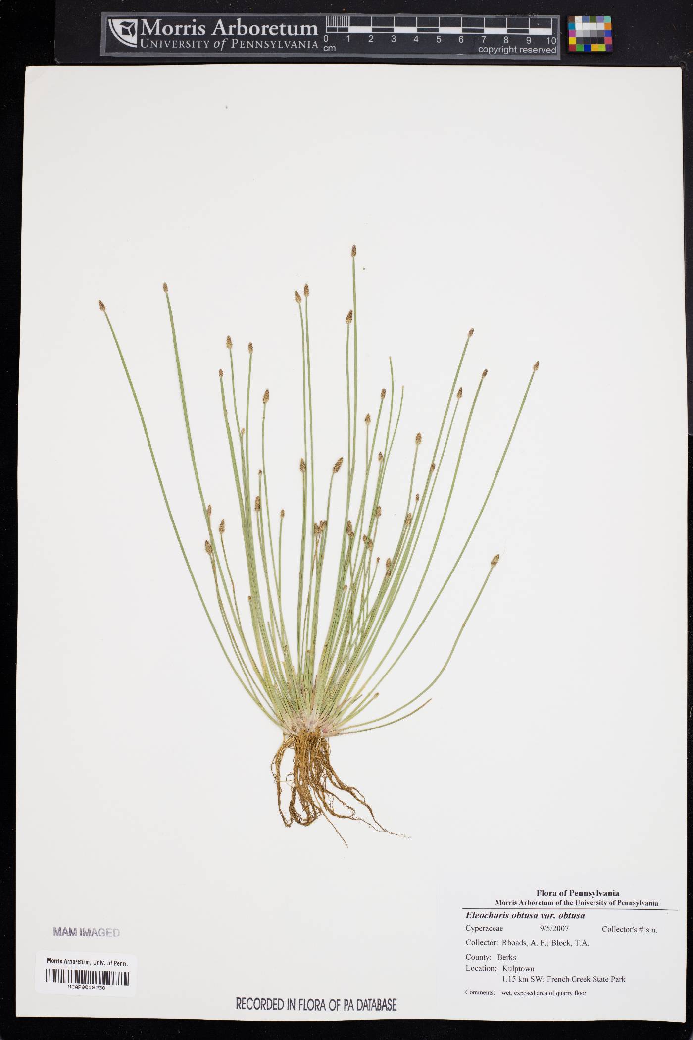 Eleocharis obtusa var. obtusa image